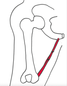 triggerpunkter på indersiden af hoften