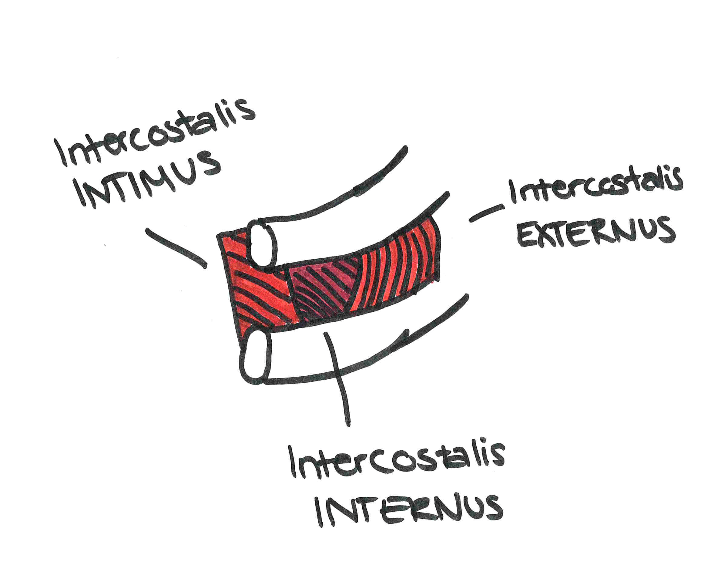 Interkostalmyalgi ribbens muskler