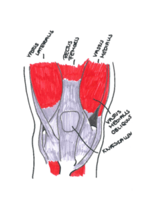 VMO Vastus Medialis Obliquus